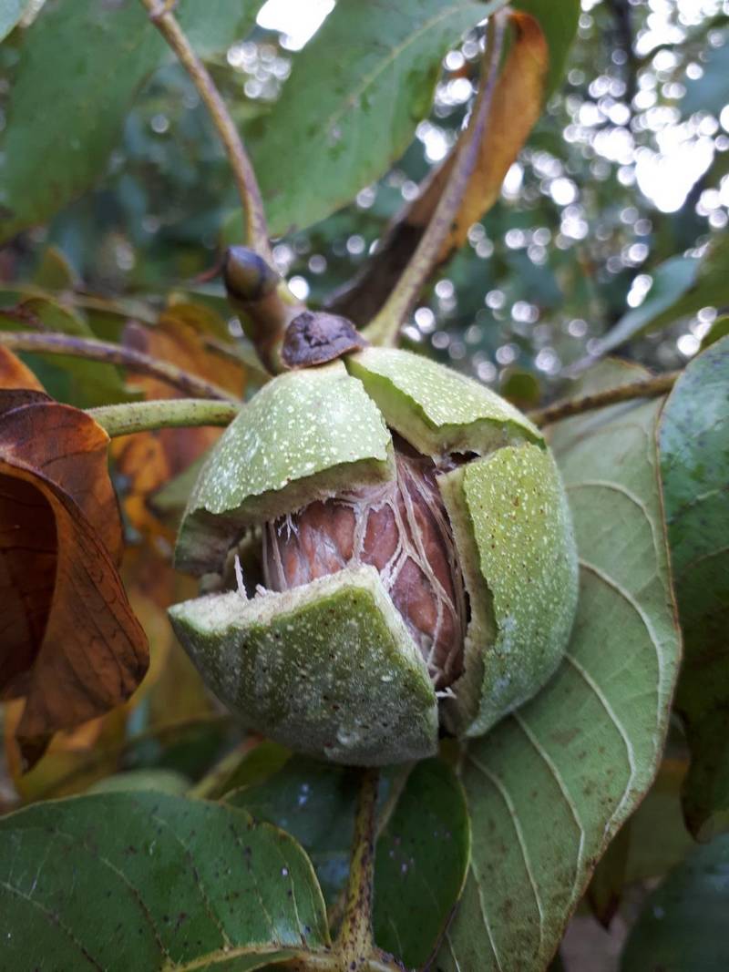 Noix fendue